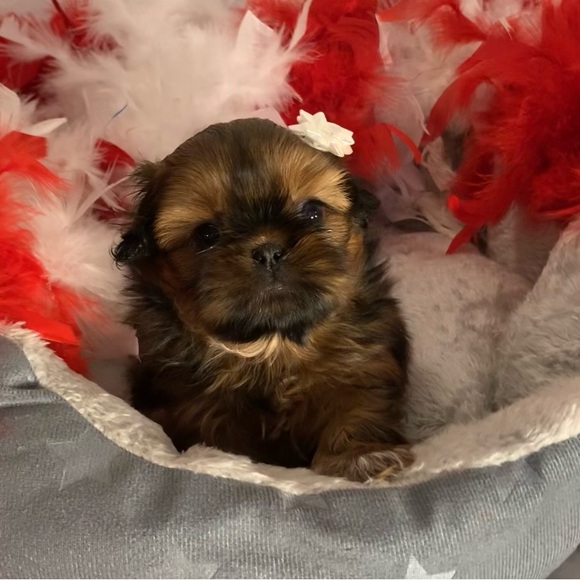 💖💖@Gidgets_Goods is live Mondays at 5:30pm CST!💖💖 - Picture 2 of 5